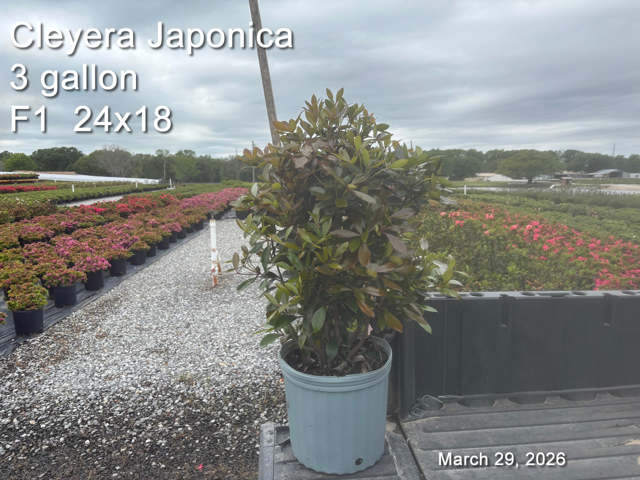 gallery/cley3 f1 mar29.jpg